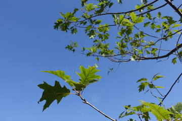 Leaves of quercus rubra against blue sky