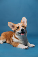 Corgi puppy blue background isolated © Rinat Faizulin