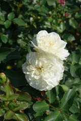 Pair of flowers of white garden rose