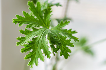 Closeup of a sprig of aromatic spice geranium in a pot on the window, lit by sunlight.