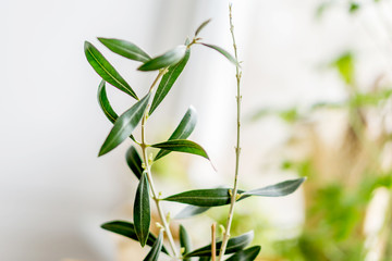 Closeup of a young sapling, olive in a pot near the window. Health concept. Shallow dept of field.