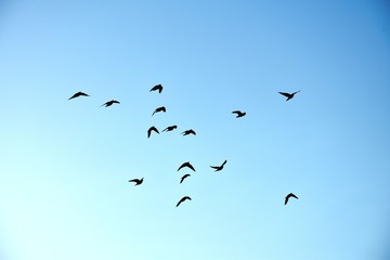 Figure géométrique d'oiseaux