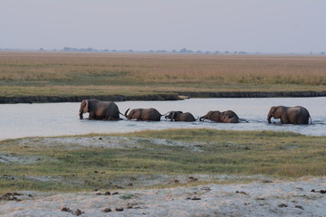 Fototapeta na wymiar Elephants cross the river