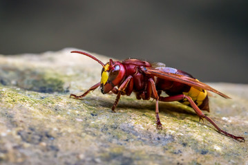 Oriental Hornet