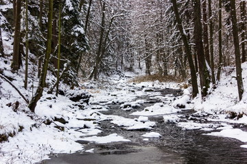 Fototapeta na wymiar Winter forest river in Czech republic