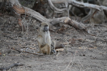 Monkey in Botswana
