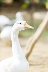 Goose in selective focus