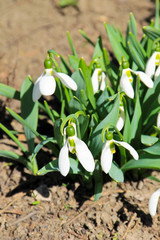 White snowdrop flowers (Galanthus nivalis)