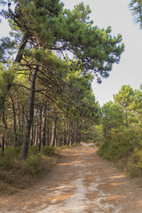 Fototapeta na wymiar Path in Cabo Home (Cangas de Morrazo, Pontevedra - Spain).
