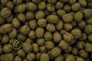 walnut