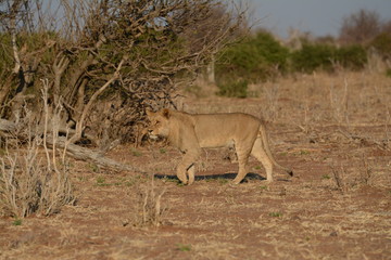 Lion in  savannah