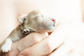 newborn puppy on hands