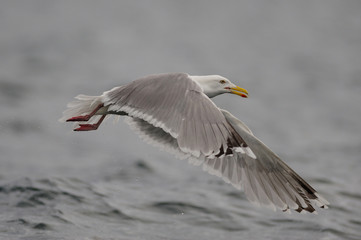 Fototapeta na wymiar Silbermöwe im Flug, Nordsee, Norwegen