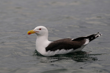 Mantelmöwe schwimmt im Meer, Romsdalfjord, Norwegen