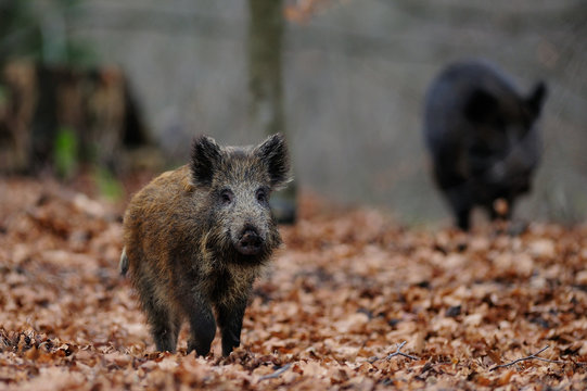 Schwarzwild im Wald, Herbst