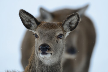 Rotwild, Kahlwild im Winter, Kopf Portrait, (cervus elaphus)