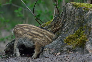 Schwarzwild, Frischling steckt Kopf in Baumstumpf, April