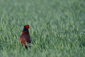 Jagdfasan Hahn im Getreidefeld, Mai