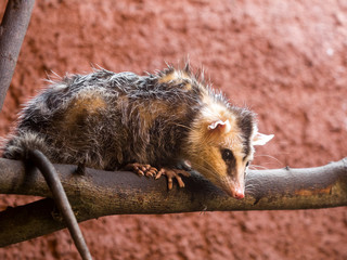 Portrait of Common opossum, Didelphis marsupialis, Ecuador