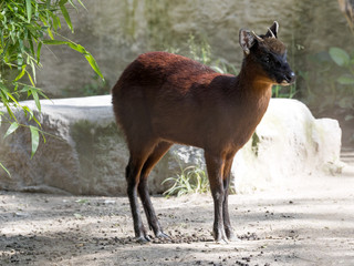 Shy little red brocket, Mazama rufina, Ecuador