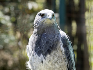 portrait of Black-chested Buzzard-eagle, Geranoaetus melanoleucus, Ecuador