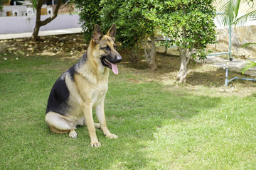 German shepherd sitting on grass.