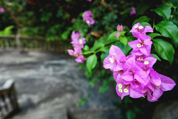 Close up Beautiful pink orchid with Bougainvillea is trudging along the fence