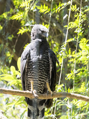 Crested eagle, Morphnus guianensis, sitting on a branch, Ecuador