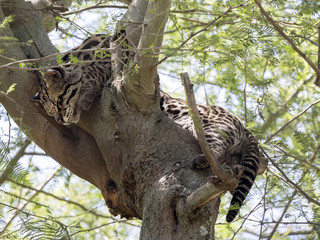 Fototapeta na wymiar Ocelot, Leopardus pardalis, resting on a tree, Ecuador