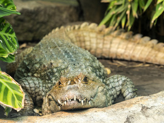 Spectacled Caiman, Caiman crocodilus, is abundant in nature, Ecuador