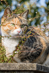 睨みをきかせる猫