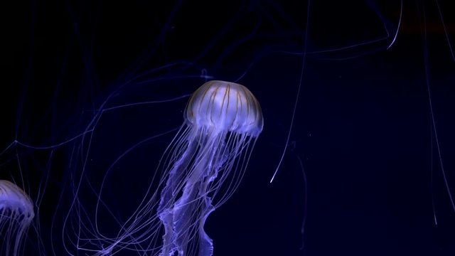jellyfish glowing in dark water