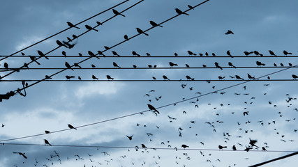 Large Flock Birds on a Wire Urban City Skyline Electrical Lines