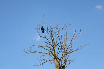 One black crow at old dry tree over blue sky