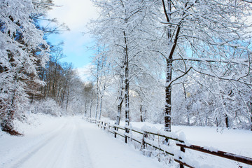 Winter landscape with snow covered trees in the forest.