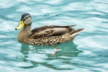 Duck in Water 1
