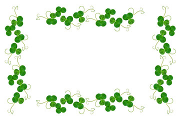 leaf clover on white background. Green foliage. St.Patrick 's Day.