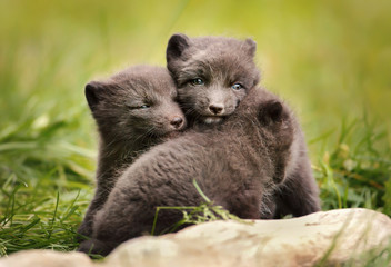 Fototapeta premium Close up of cute and playful blue morph Arctic fox cubs near a tree log in summer, Iceland.