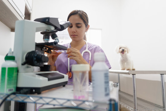 Clinic Staff With Woman Working As Veterinary In Pet Shop