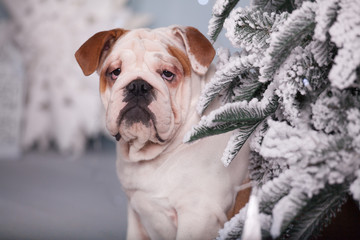 dog English bulldog in the Studio under the Christmas tree with Christmas lights in the background