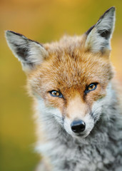 Close up of a young red fox against clear background, UK.