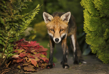 Close up of cute red fox standing in the back garden in autumn, UK.