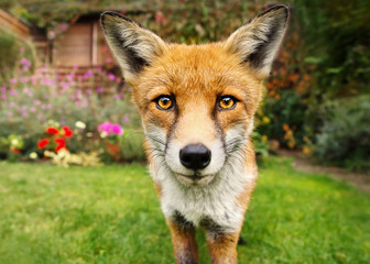 Portrait of a cute red fox in the garden full of flowers. Urban wildlife.