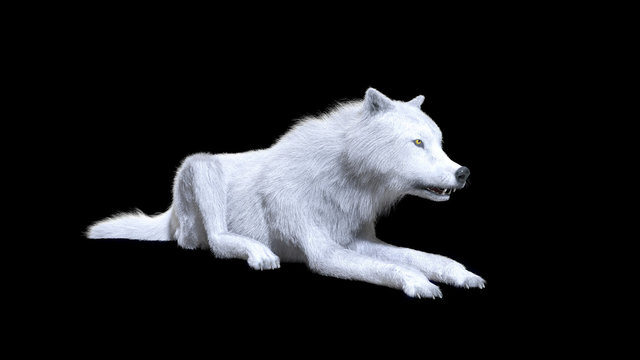 3d Illustration white wolf isolate on dark background, arctic wolf, the canidae family and a subspecies of the gray wolf.