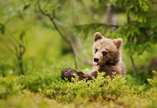 Brown bear cub sticking out the tongue in the boreal forest, Finland. Funny animals.