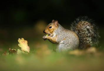Eastern grey squirrel sitting on the autumnal leaves and eating against a dark tree at the background.