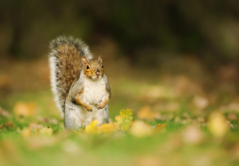 Eastern grey squirrel sitting on the autumnal leaves against a dark tree at the background.