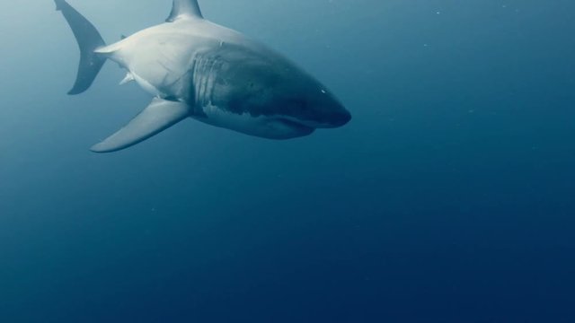 Great White Shark underwater in deep blue ocean water
