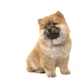 Cute sitting chow chow puppy looking over its shoulder isolated on a white background