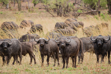 Naklejka na ściany i meble Kaffernbüffel in der Savanne vom in Simbabwe, Südafrika